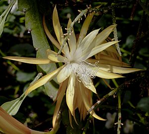 Epiphyllum anguliger, Jardín Botánico, Múnich, Alemania 2012-04-21, DD 01.JPG