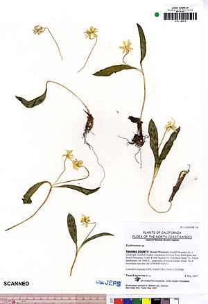 Archivo:Erythronium citrinum var. citrinum JEPS109978 (4500408254)