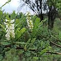 Eysenhardtia polystachya
