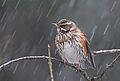 Flickr - Rainbirder - Redwing (Turdus iliacus) in the rain