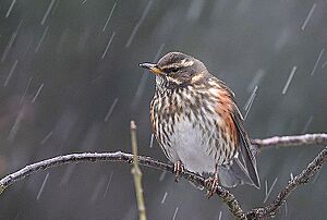 Archivo:Flickr - Rainbirder - Redwing (Turdus iliacus) in the rain