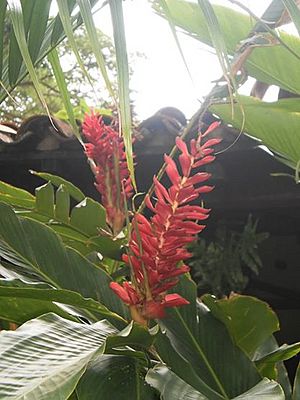Archivo:Flora de Guanape