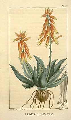 Flore médicale des Antilles, ou, Traité des plantes usuelles (Pl. 130) (8203076070).jpg