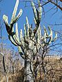 Glandulicereus queretaroensis