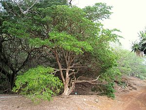 Archivo:Guaiacum guatamalense - Koko Crater Botanical Garden - IMG 2187