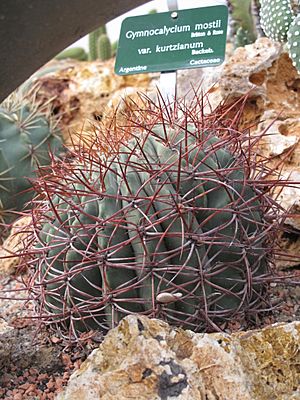 Archivo:Gymnocalycium mostii (Jardin des Plantes de Paris)