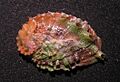 Haliotis jacnensis 002