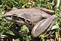 L wilcoxi female
