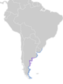 Larus atlanticus map