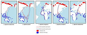 Archivo:Limosa lapponica migration routes
