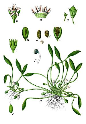 Archivo:Limosella aquatica Sturm32-cropped