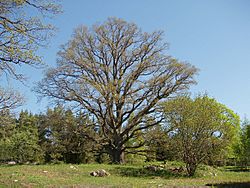 Ljusterö Bössarviken 01.jpg