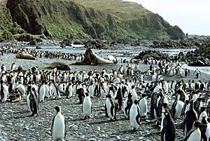 Archivo:MacquarieIslandBeach
