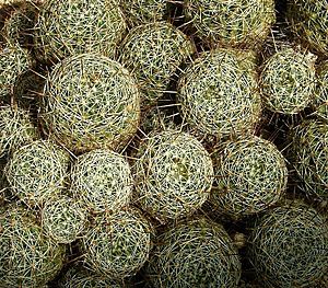 Archivo:Mammillaria decipiens 02 ies