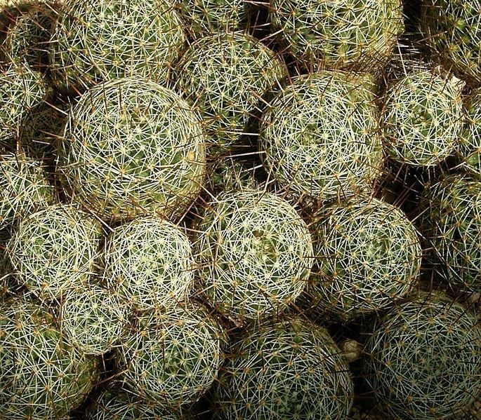 Mammillaria decipiens 02 ies