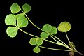 Medicago truncatula A20 shoot
