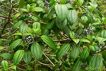 Archivo:Miconia celaquensis