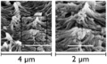 Microvellosidades dominio apical enterocito