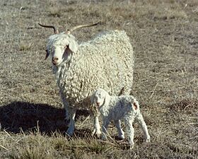 Mohair goats-nanny with newborn. - DPLA - f92a422df737028204114eb061497348