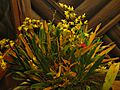 Oncidium cheirophorum2