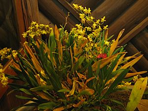 Archivo:Oncidium cheirophorum2
