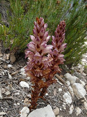 Archivo:Orquídia vora el riu Glorieta a Mont-ral P1260715