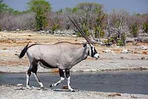 Archivo:Oryx gazella male 8054 b