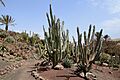 Pájara La Lajita - Oasis Park - Pachycereus marginatus 01 ies