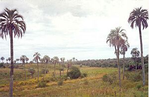 Archivo:Parque Nacional El Palmar (3)