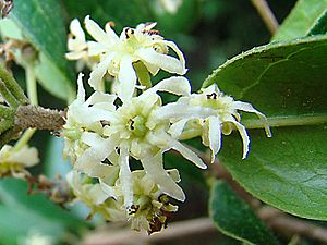 Archivo:Peumus boldus, Monimiaceae