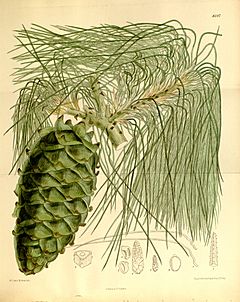 Archivo:Pinus armandii 136-8347