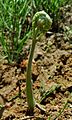 Pteridium aquilinum 2005 spring 002