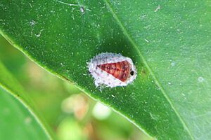 Archivo:Pupa Rodolia Cardinalis