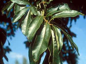 Archivo:Quercus imbricaria UGA1480398