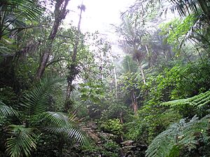 Archivo:Rain Forest of El Yunque, Puerto Rico