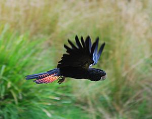 Archivo:Red tailed Black Cockatoo in flight
