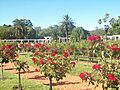 Rosedal Rosas rojas