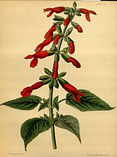 Archivo:Salvia gesneriiflora Paxton 047