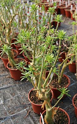 Sedum frutescens.jpg