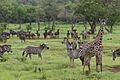 Selous Game Reserve-8
