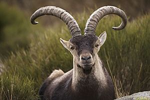 Archivo:Spanish Ibex Portrait