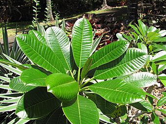 Starr-120522-6263-Plumeria obtusa-leaves-Iao Tropical Gardens of Maui-Maui (25117062446)