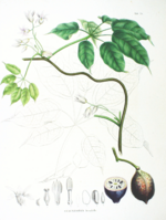 Archivo:Stauntonia hexaphylla SZ76