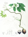 Stauntonia hexaphylla SZ76