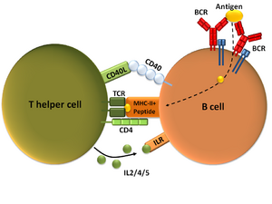 Archivo:T-dependent B cell activation