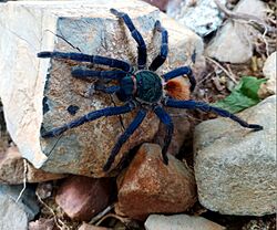 Tarántula azul de Paraguaná (Chromatopelma cyaneopubescens) en Cerro Santa Ana.jpg