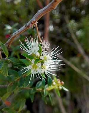 Archivo:Tepualia stipularis flor