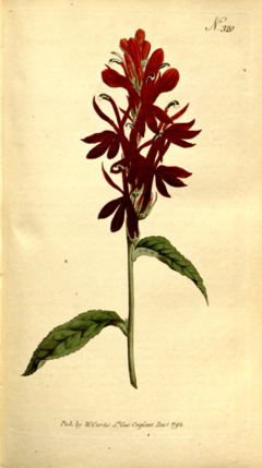 Archivo:The Botanical Magazine, Plate 320 (Volume 9, 1795)