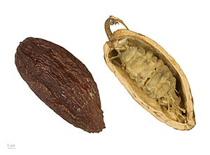 Archivo:Theobroma cacao MHNT.BOT.2004.0.204