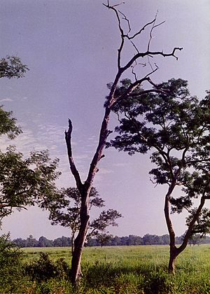 Archivo:Tree solitary